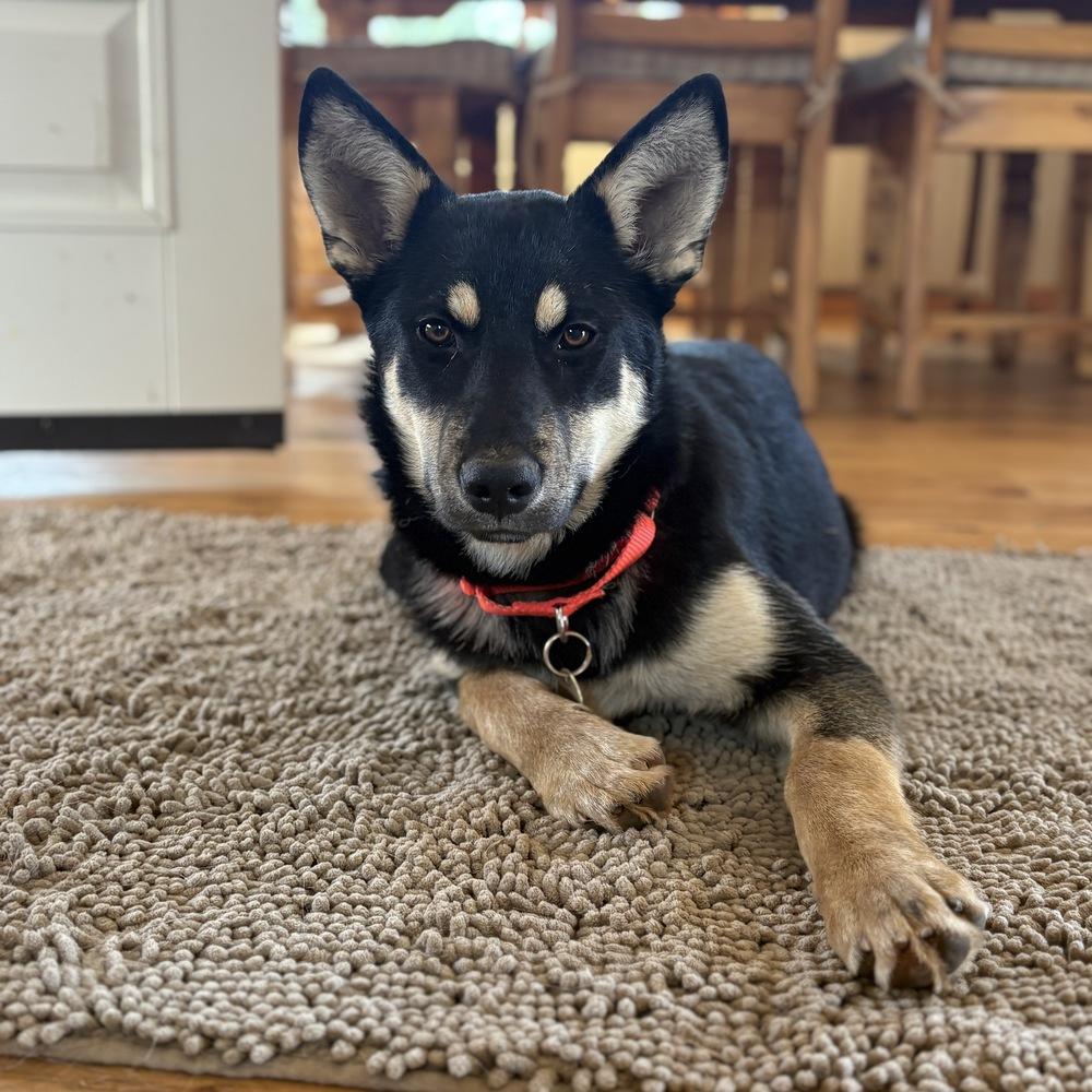 Enlarge Kona, a Adoptable mixed breed in Pleasant Hill, CA image 3/3