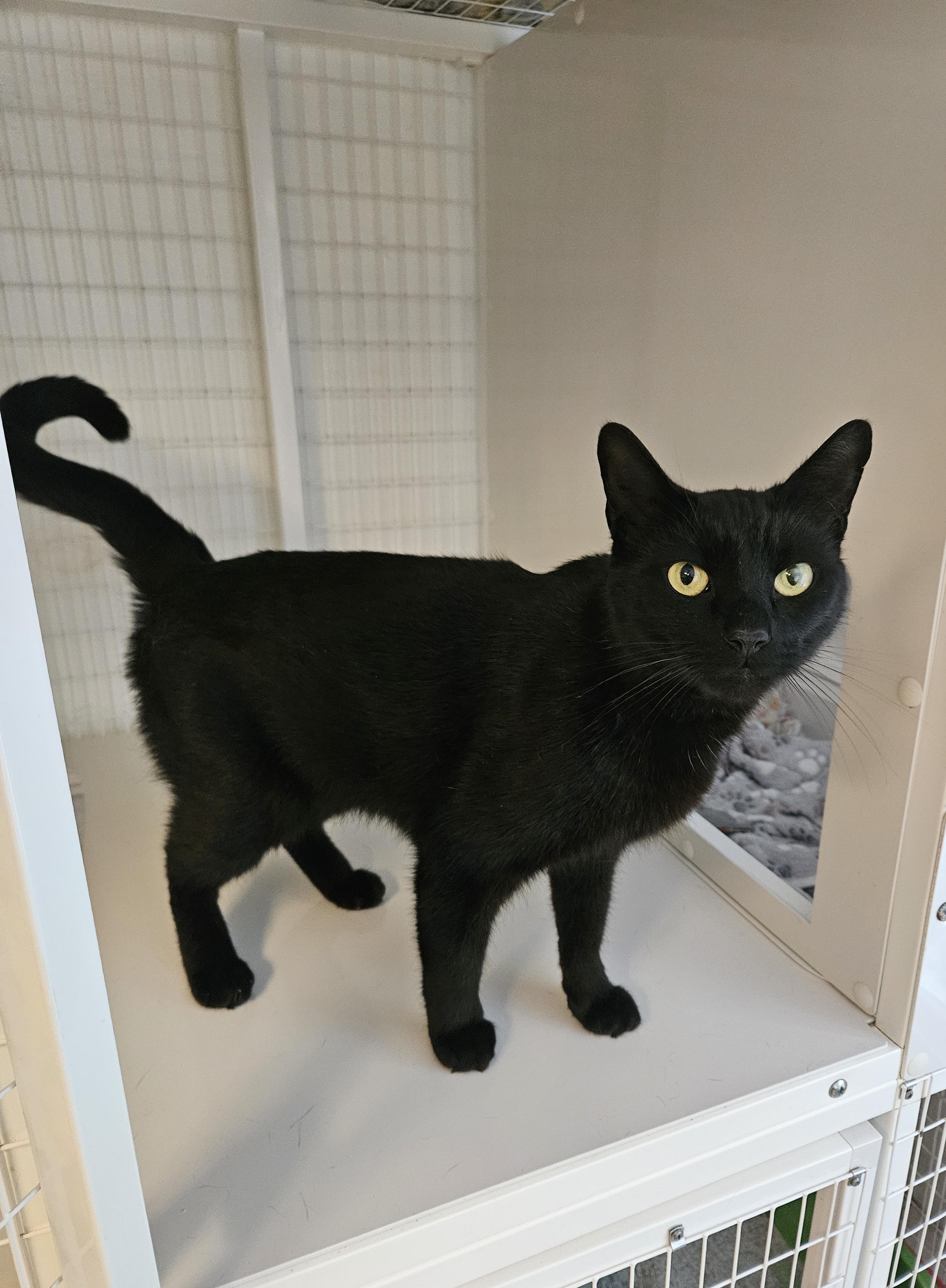 Pizza Beans , ADOPTABLE, Adult Male Domestic Short Hair.