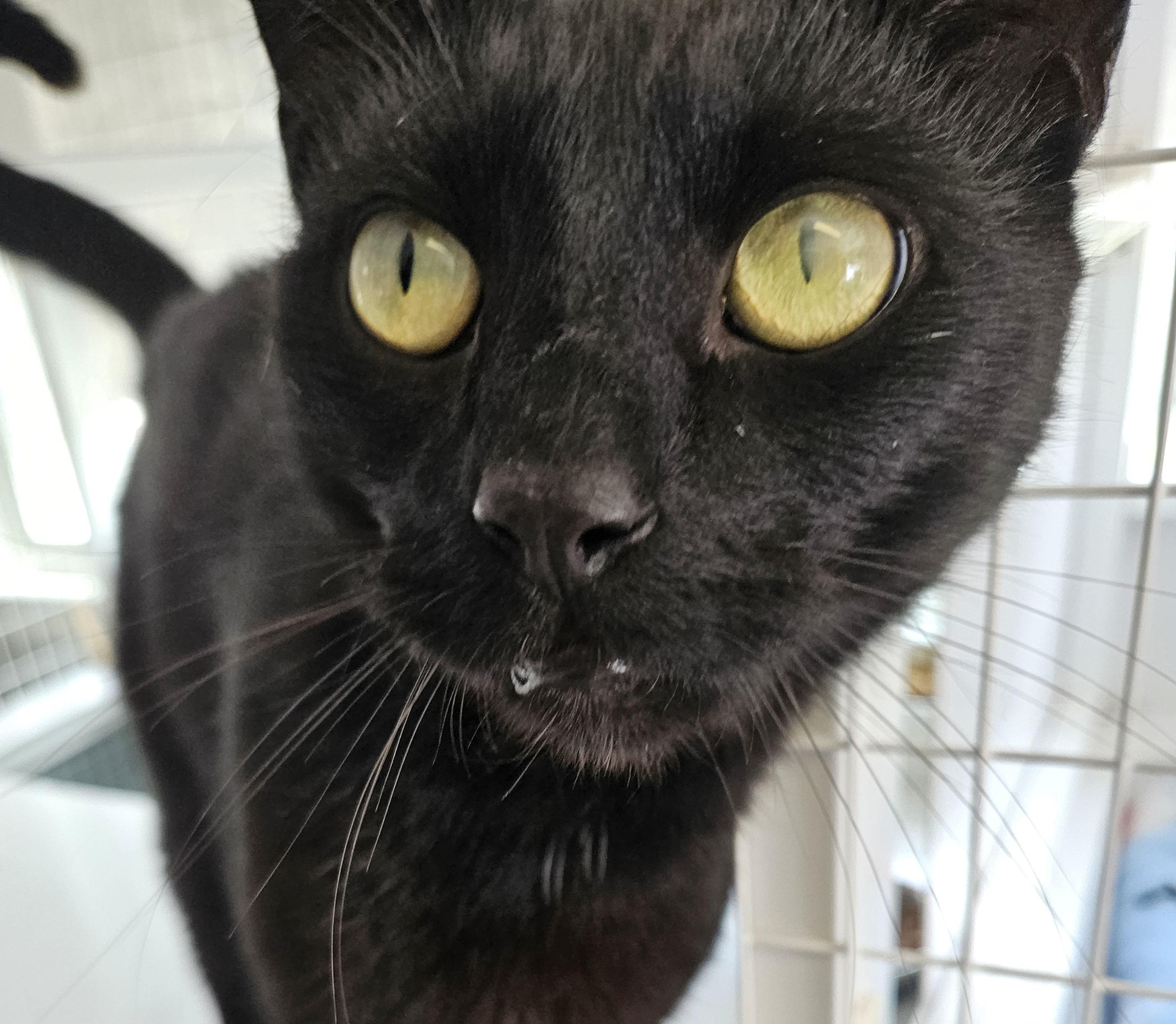 Pizza Beans , a ADOPTABLE Domestic Short Hair in Melbourne, FL image 2/2