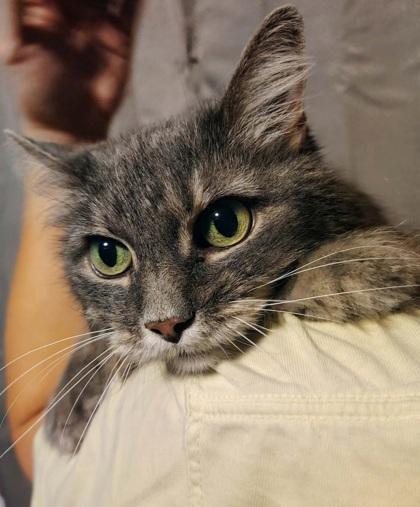 Lady, Adoptable, Senior Female Domestic Long Hair & Domestic Short Hair.