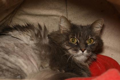 Lady, Adoptable, Senior Female Domestic Long Hair & Domestic Short Hair.