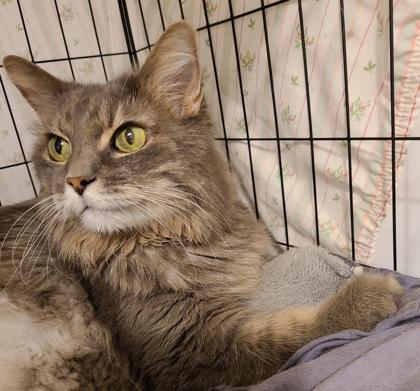 Enlarge Lady, a Adoptable mixed breed in Baton Rouge, LA image 2/3