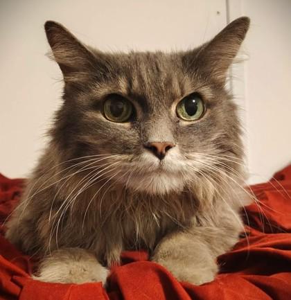Enlarge Lady, a Adoptable mixed breed in Baton Rouge, LA image 3/3
