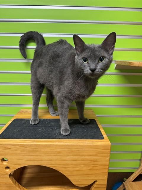 Enlarge TRUFFLE, a Adoptable Domestic Short Hair in Saint Peters, MO image 1/1