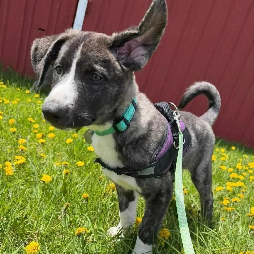 Enlarge Alfie, an adopted Mixed Breed in De Pere, WI image 3/3