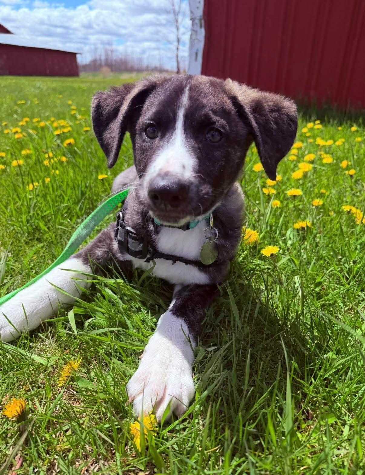 Alfie, adopted, Puppy Male Mixed Breed.
