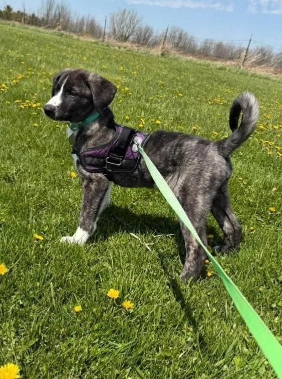 Enlarge Alfie, an adopted Mixed Breed in De Pere, WI image 2/3