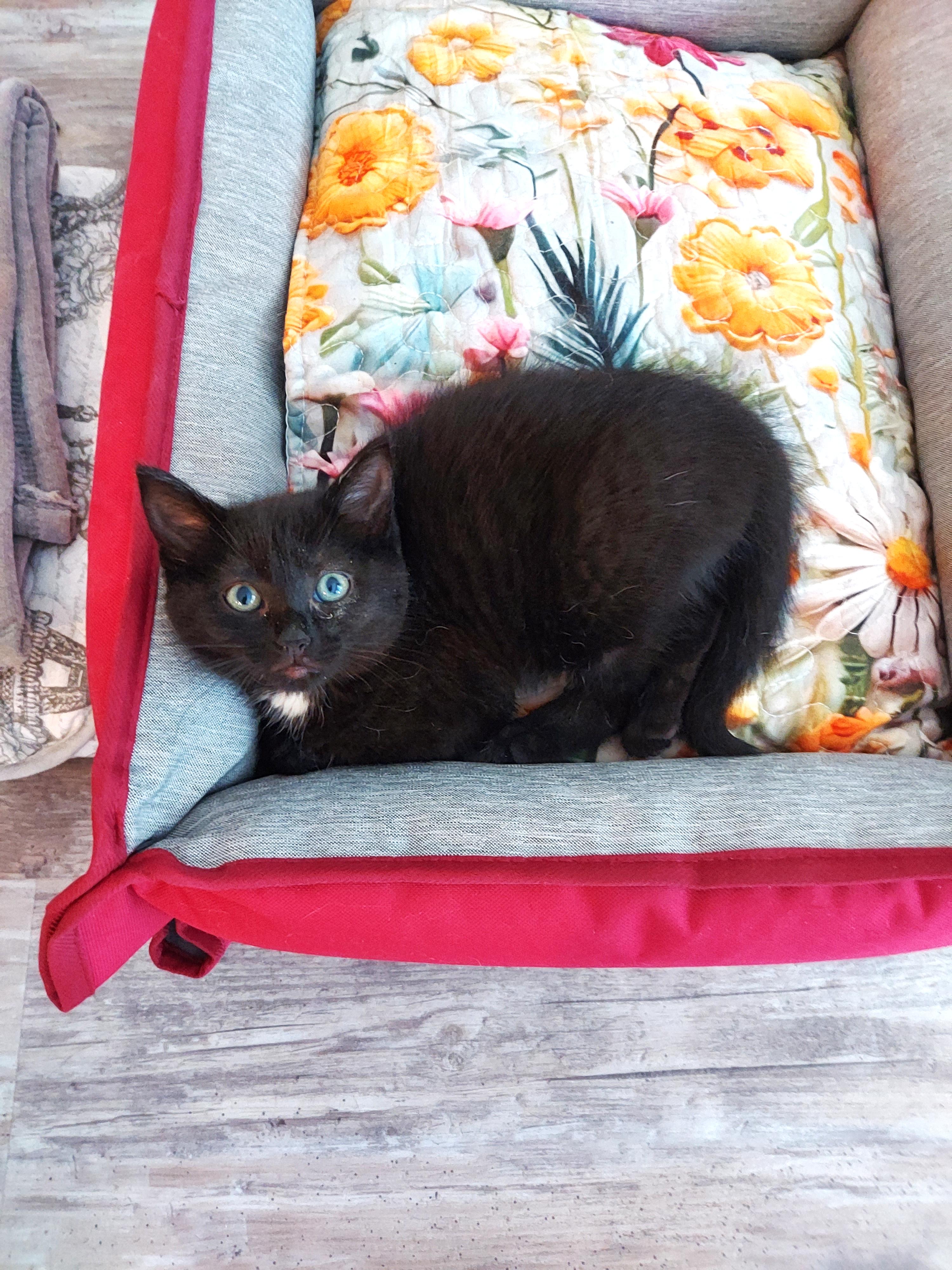 Kittens - "Miss Mia" & her BFF "Trinity" - The PURRFECT Princess Pair, a Adopted Domestic Short Hair in Centreville, VA image 3/6