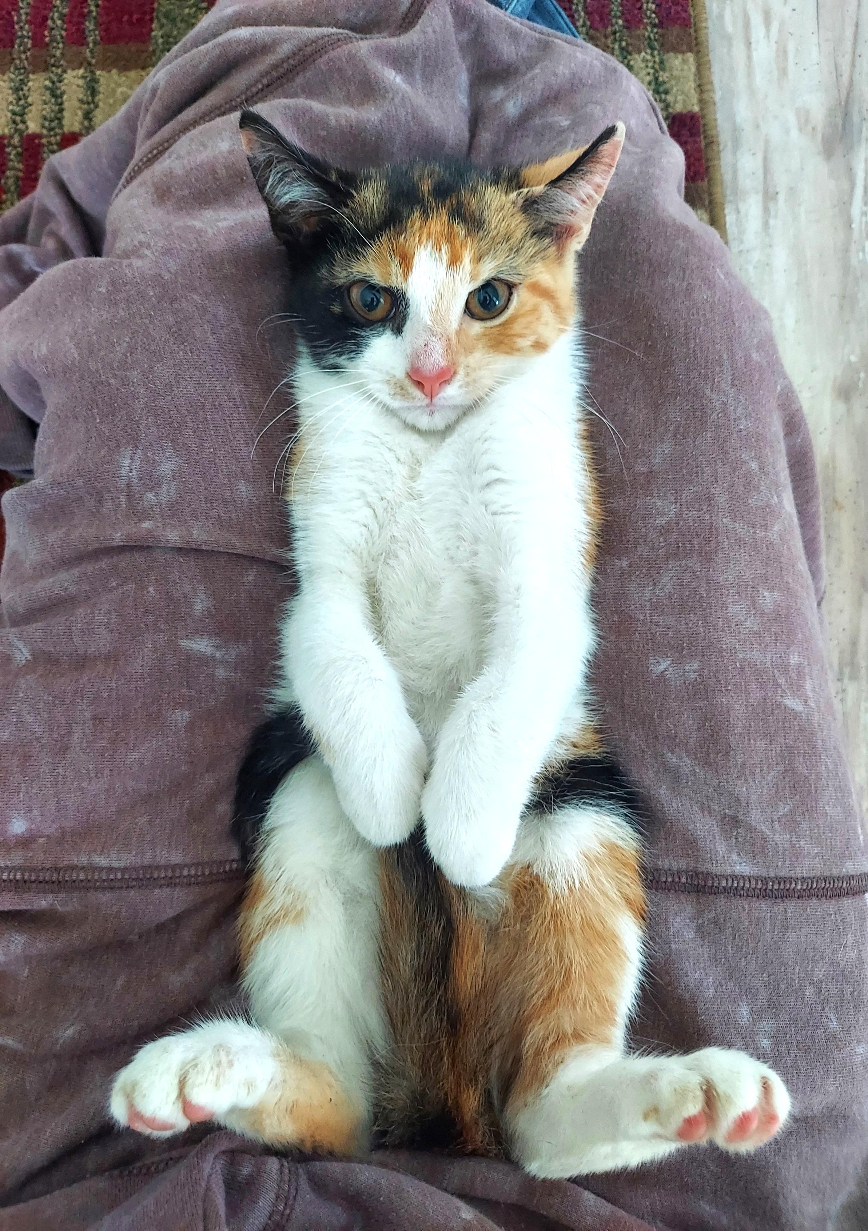 Kittens - "Miss Mia" & her BFF "Trinity" - The PURRFECT Princess Pair, a Adopted Domestic Short Hair in Centreville, VA image 1/6