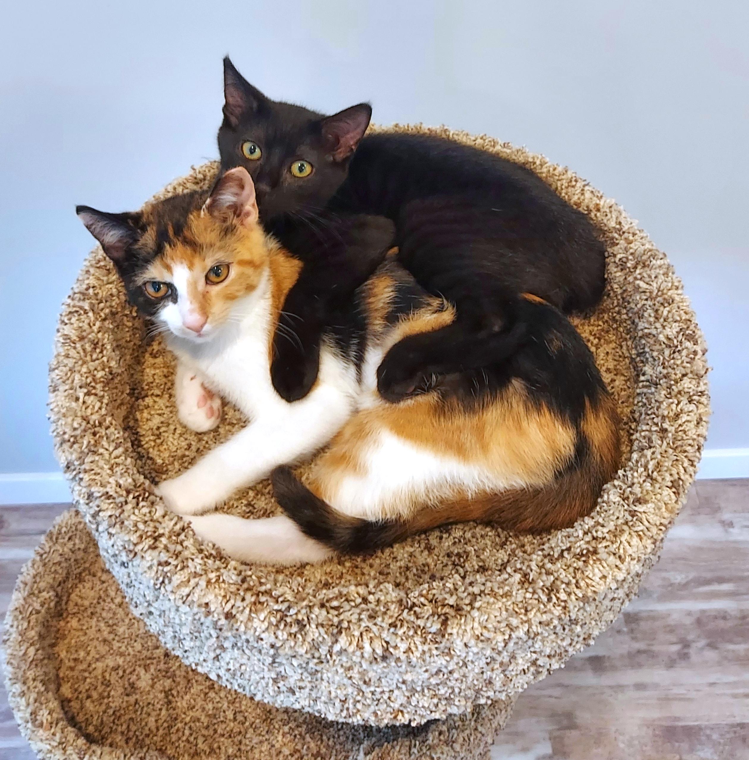 Kittens - "Miss Mia" & her BFF "Trinity" - The PURRFECT Princess Pair, a Adopted Domestic Short Hair in Centreville, VA image 2/6
