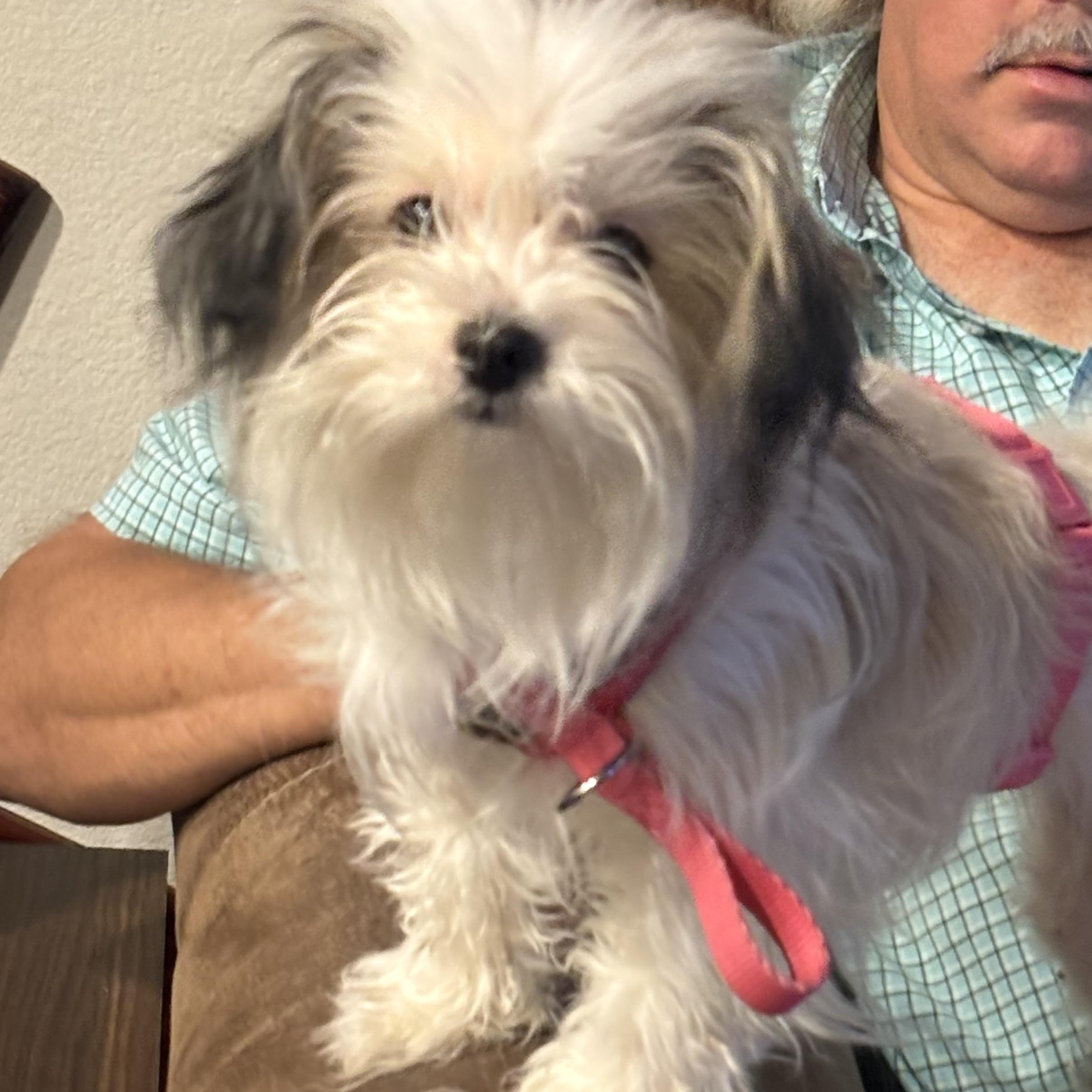 PEACHES 2, adopted, Young Female Maltipoo.