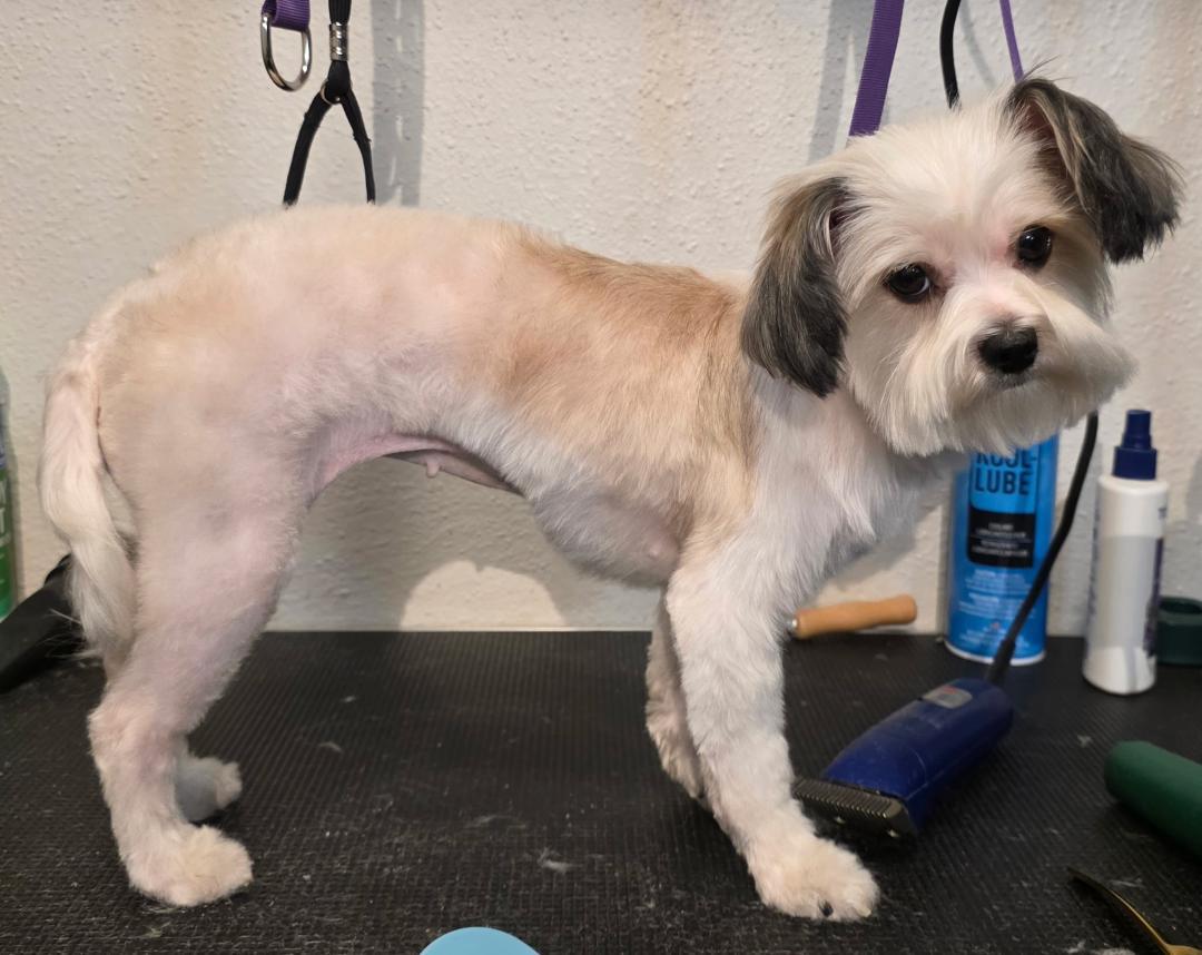 PEACHES 2, an adopted Maltipoo in Carrollton, TX image 2/4