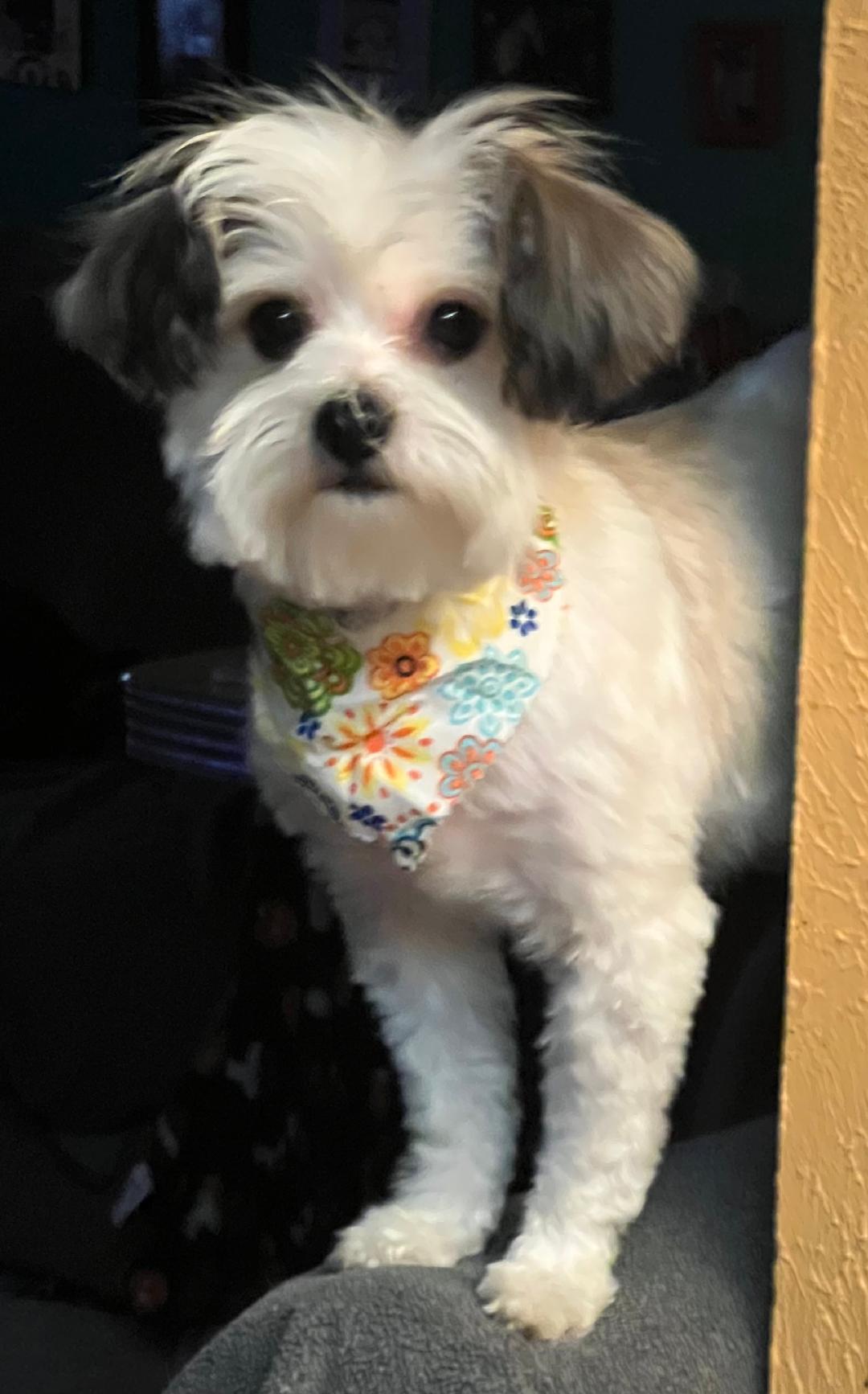 PEACHES 2, an adopted Maltipoo in Carrollton, TX image 4/4