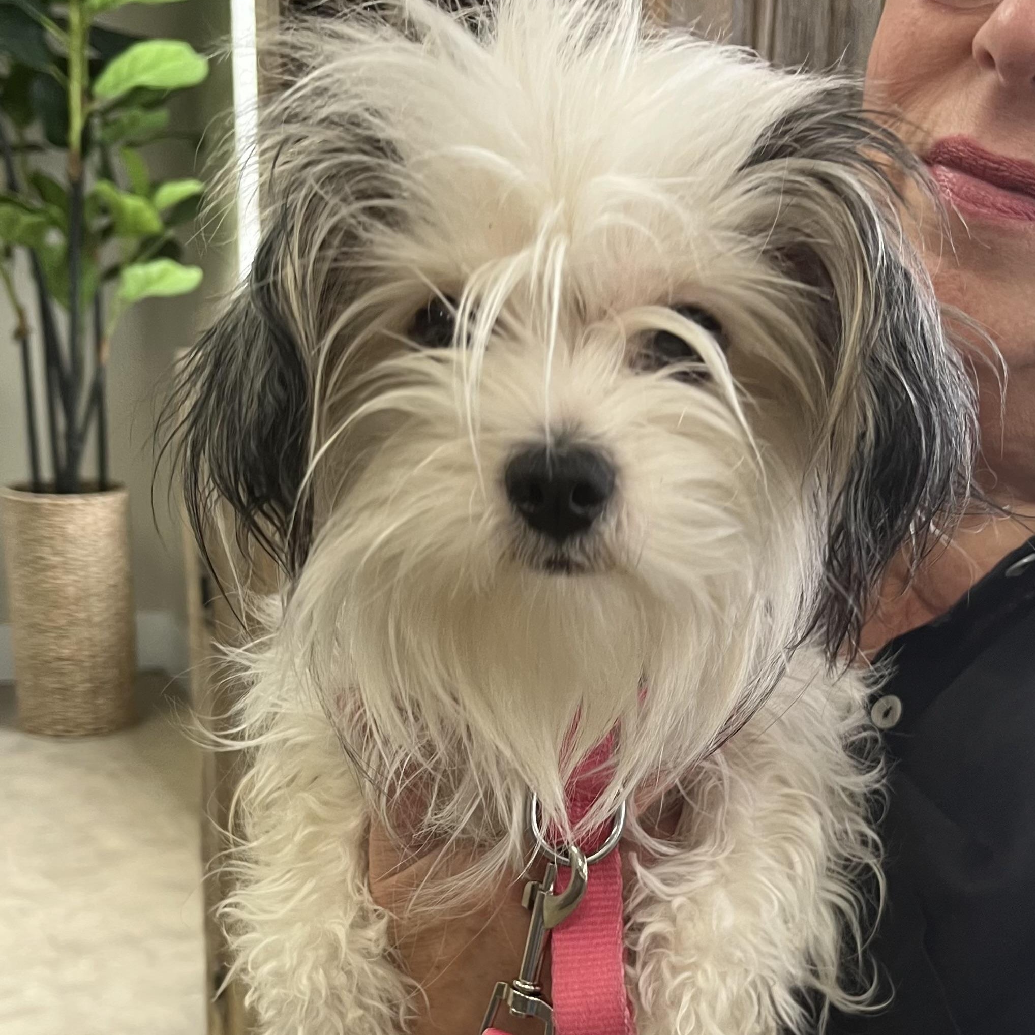 PEACHES 2, an adopted Maltipoo in Carrollton, TX image 3/4