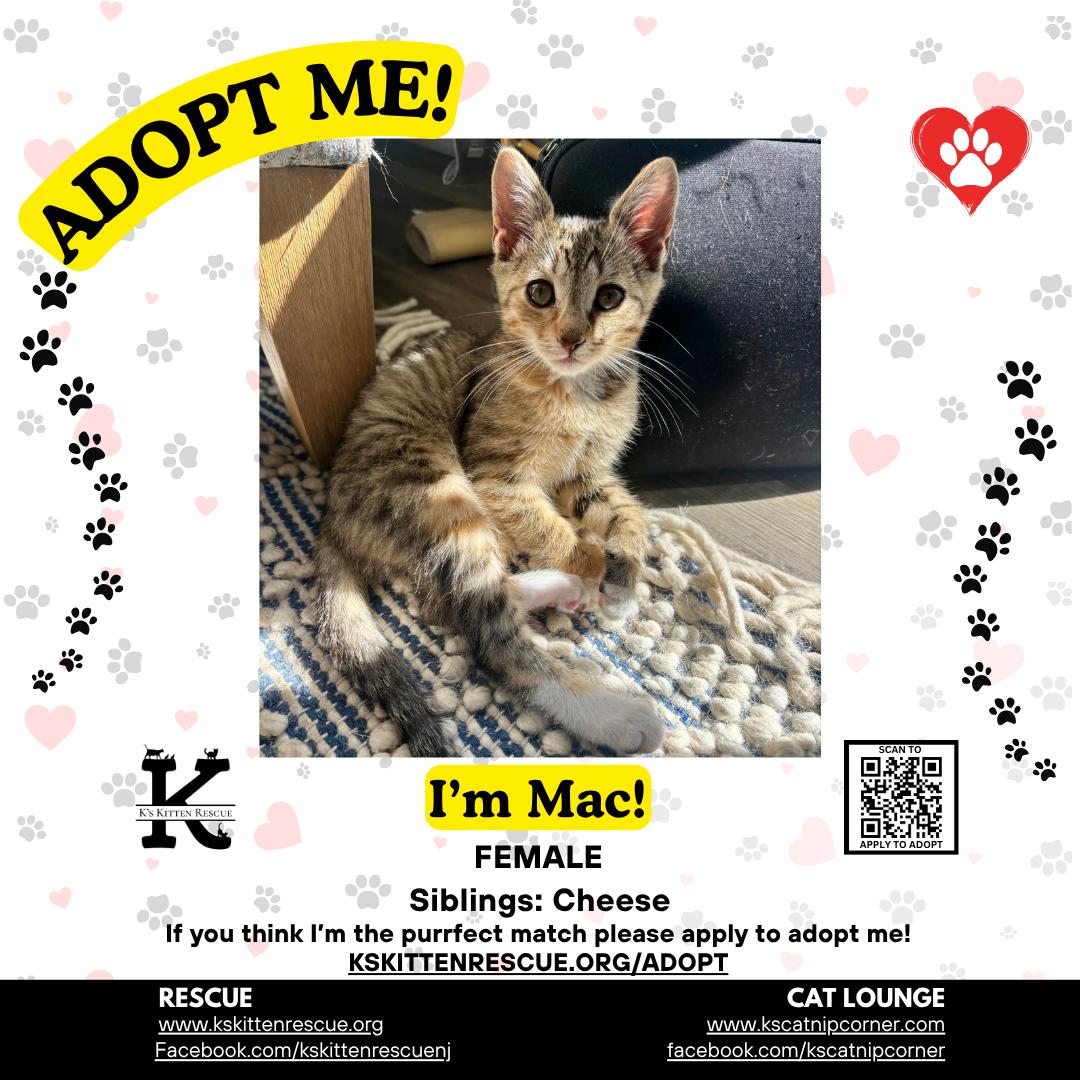 Mac, Adoptable, Kitten Female Domestic Short Hair.