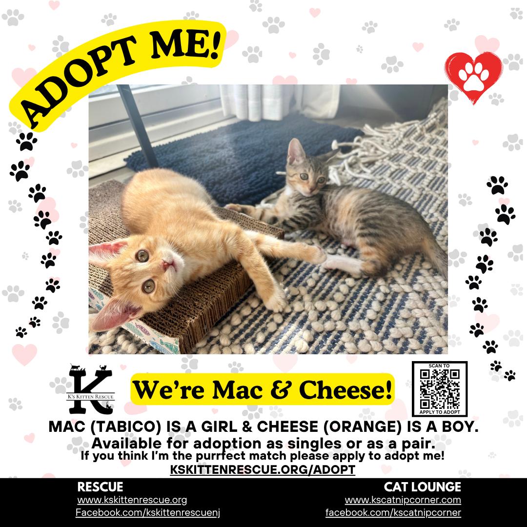 Enlarge Mac, a Adoptable Domestic Short Hair in Brick, NJ image 2/2