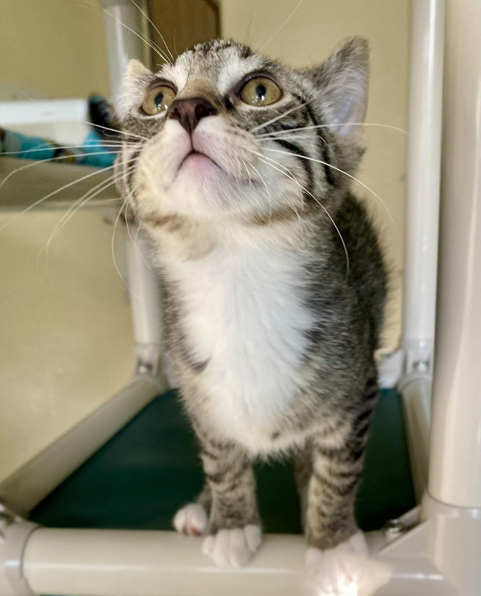 Enlarge Flame, a Adoptable mixed breed in Fargo, ND image 1/2