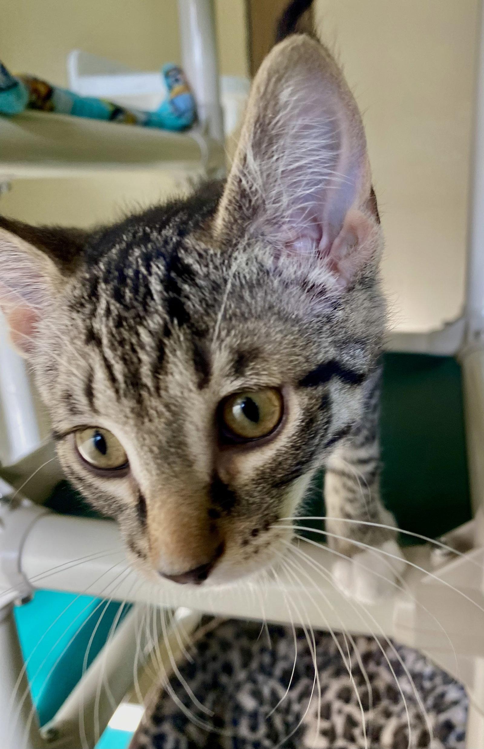 Enlarge Flame, a Adoptable mixed breed in Fargo, ND image 2/2