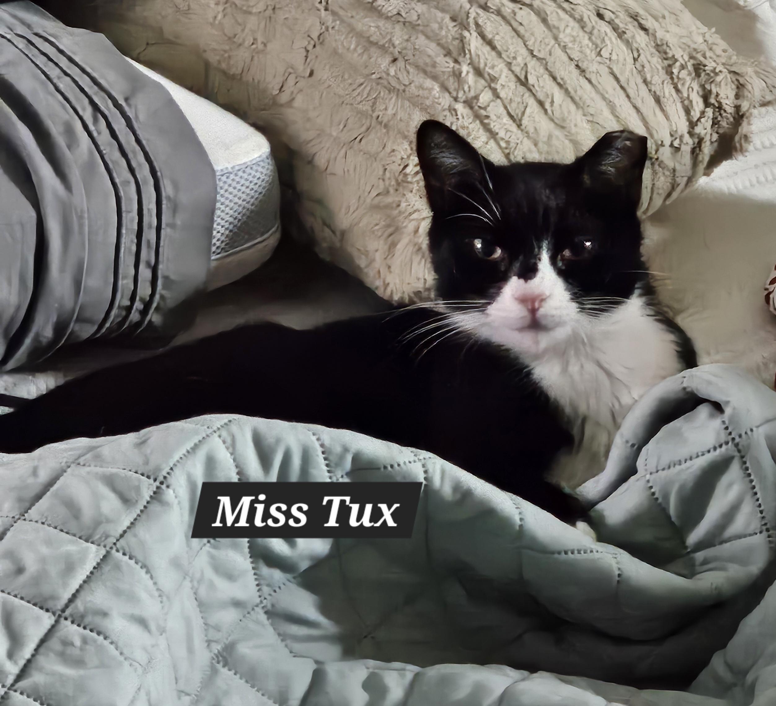 Enlarge Miss Tux, a Adoptable American Shorthair in Allentown, PA image 6/6