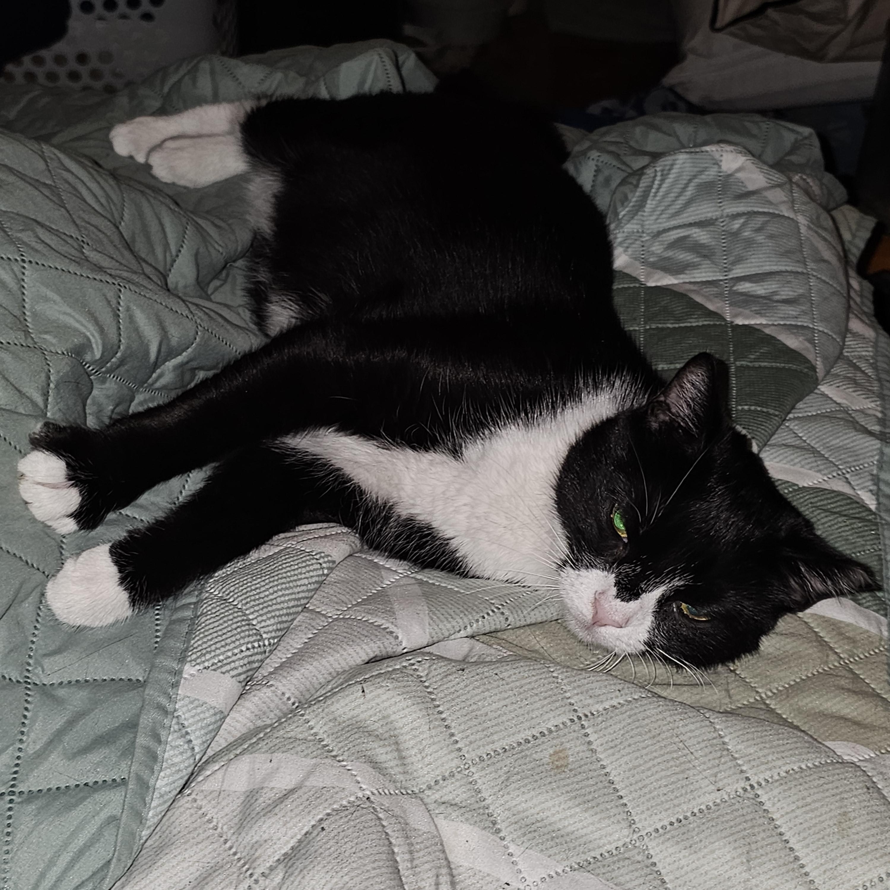 Enlarge Miss Tux, a Adoptable American Shorthair in Allentown, PA image 4/6
