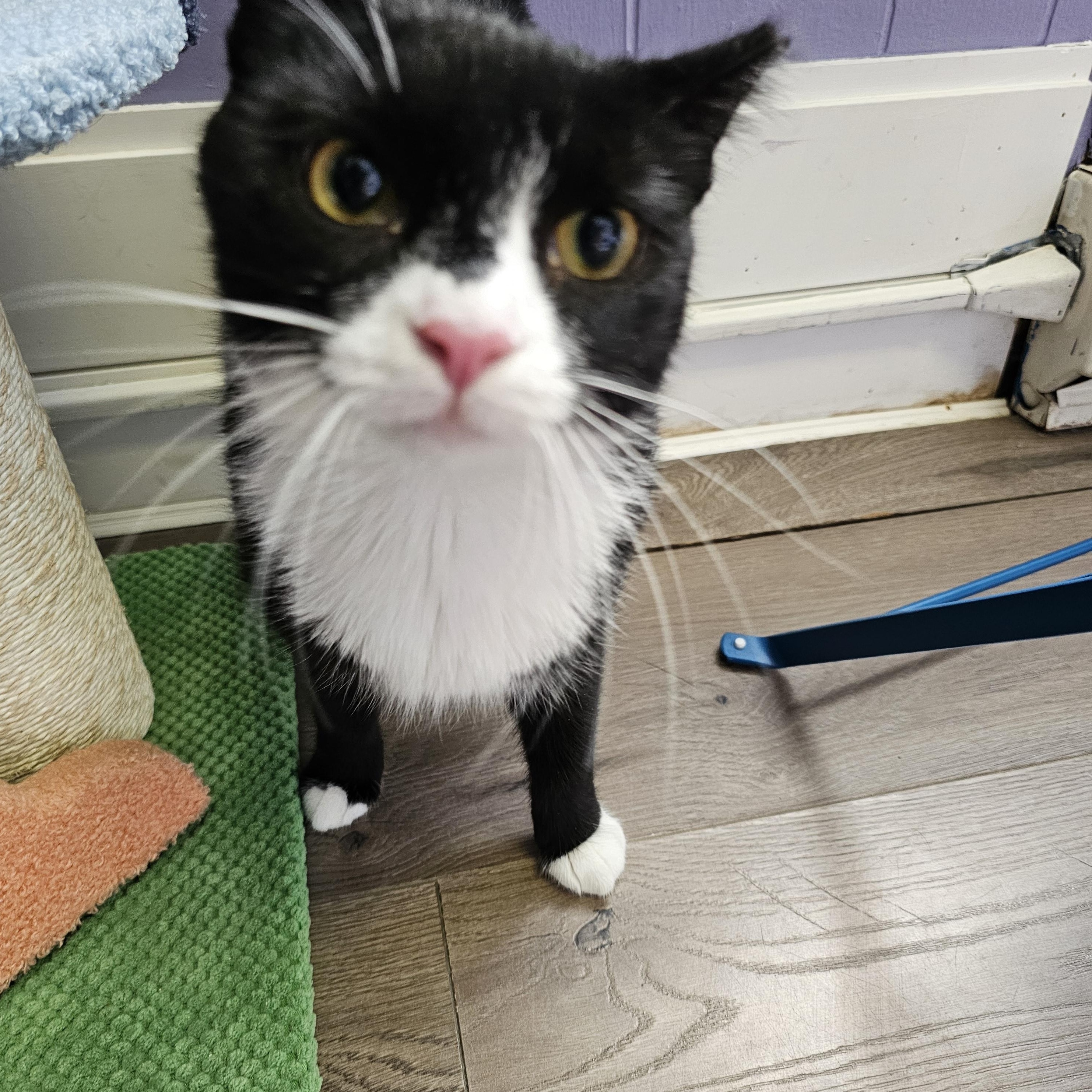 Enlarge Miss Tux, a Adoptable American Shorthair in Allentown, PA image 5/6