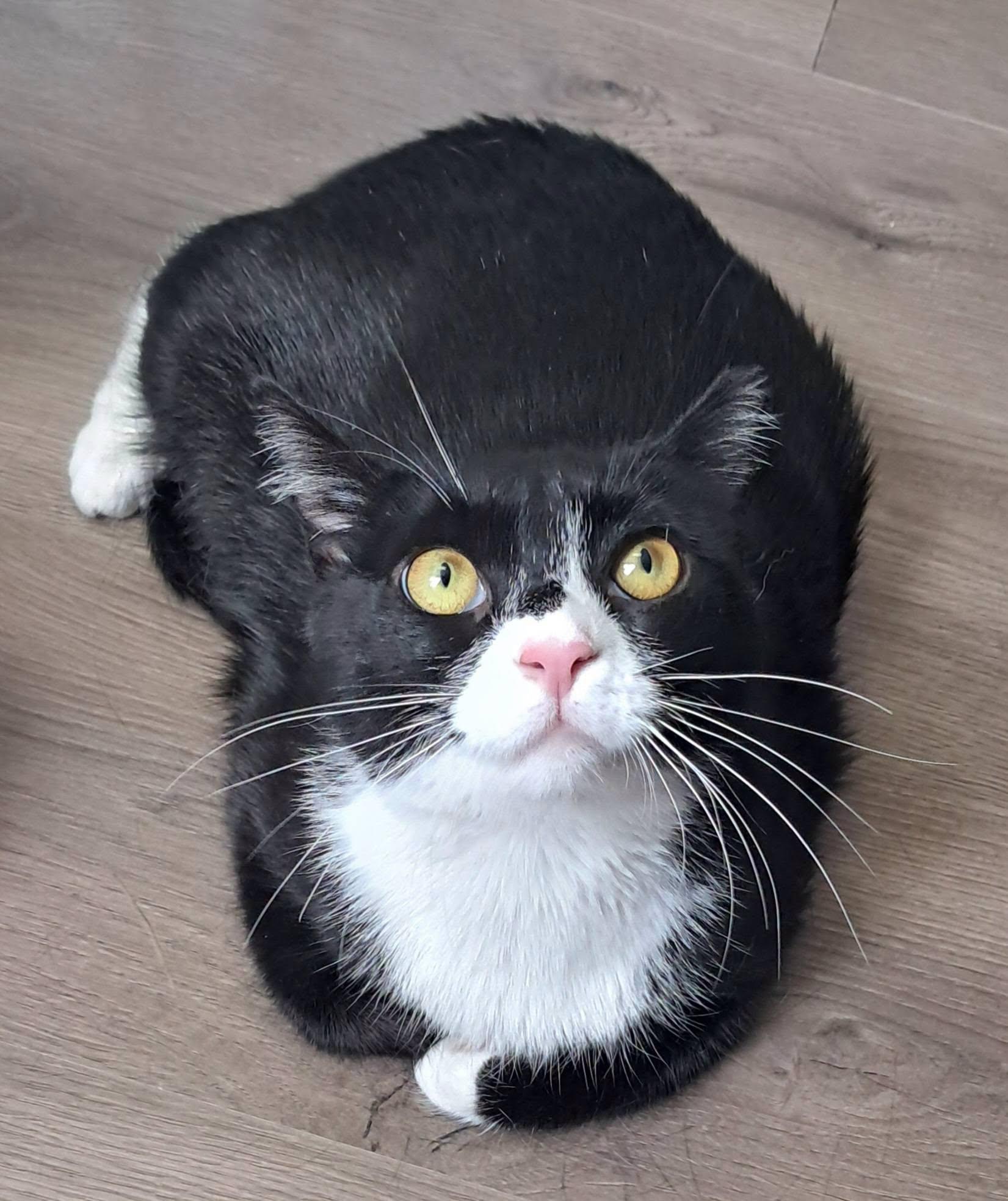 Enlarge Miss Tux, a Adoptable American Shorthair in Allentown, PA image 2/6