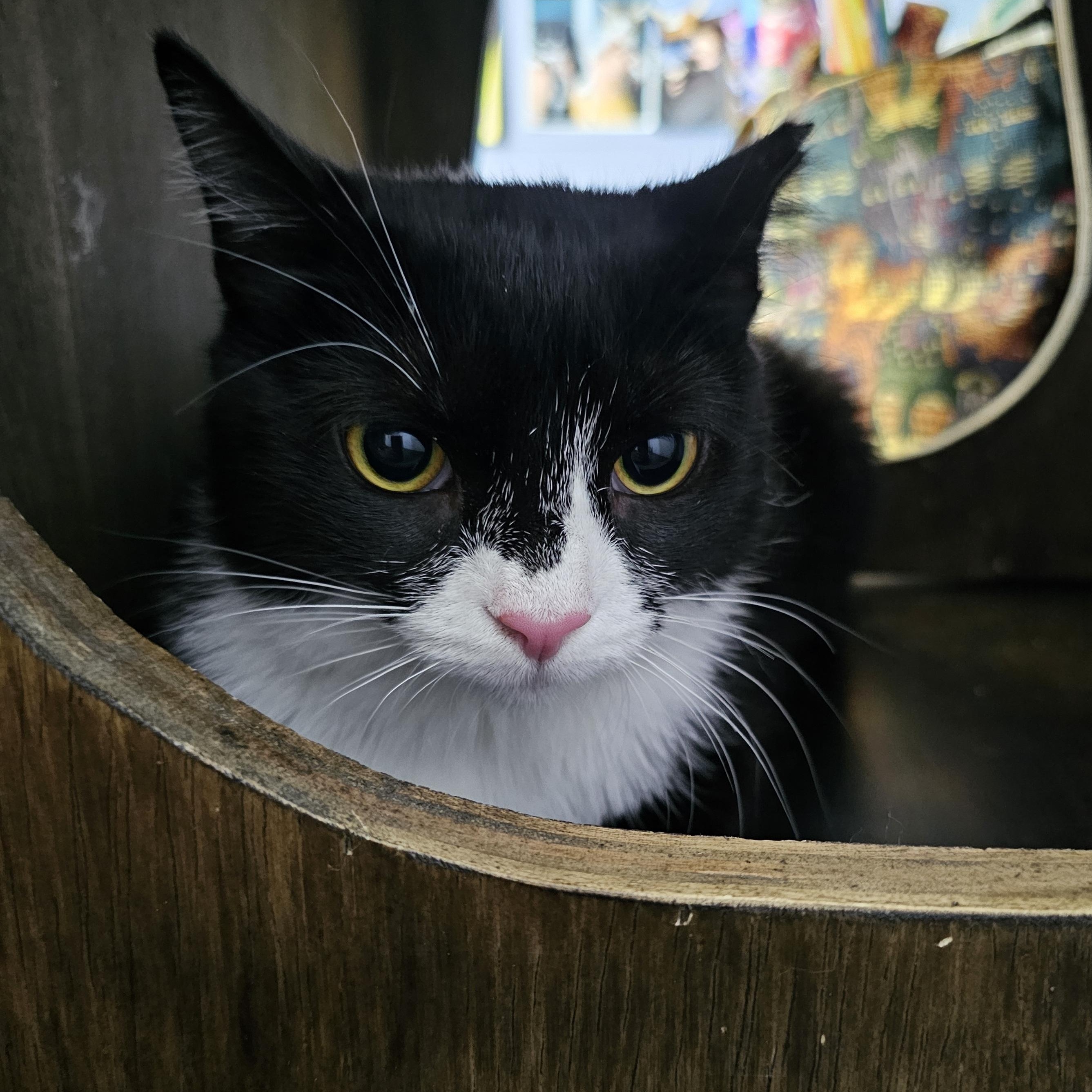 Enlarge Miss Tux, a Adoptable American Shorthair in Allentown, PA image 3/6