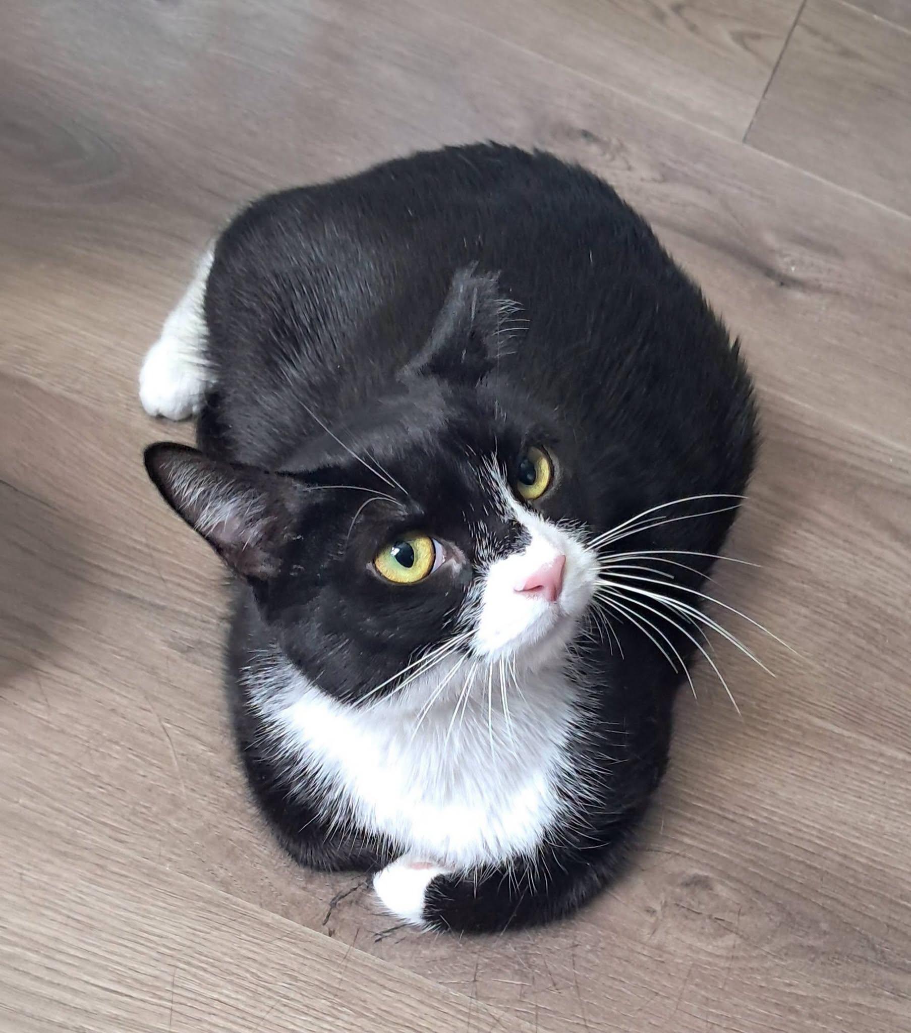 Miss Tux, Adoptable, Young Female American Shorthair.