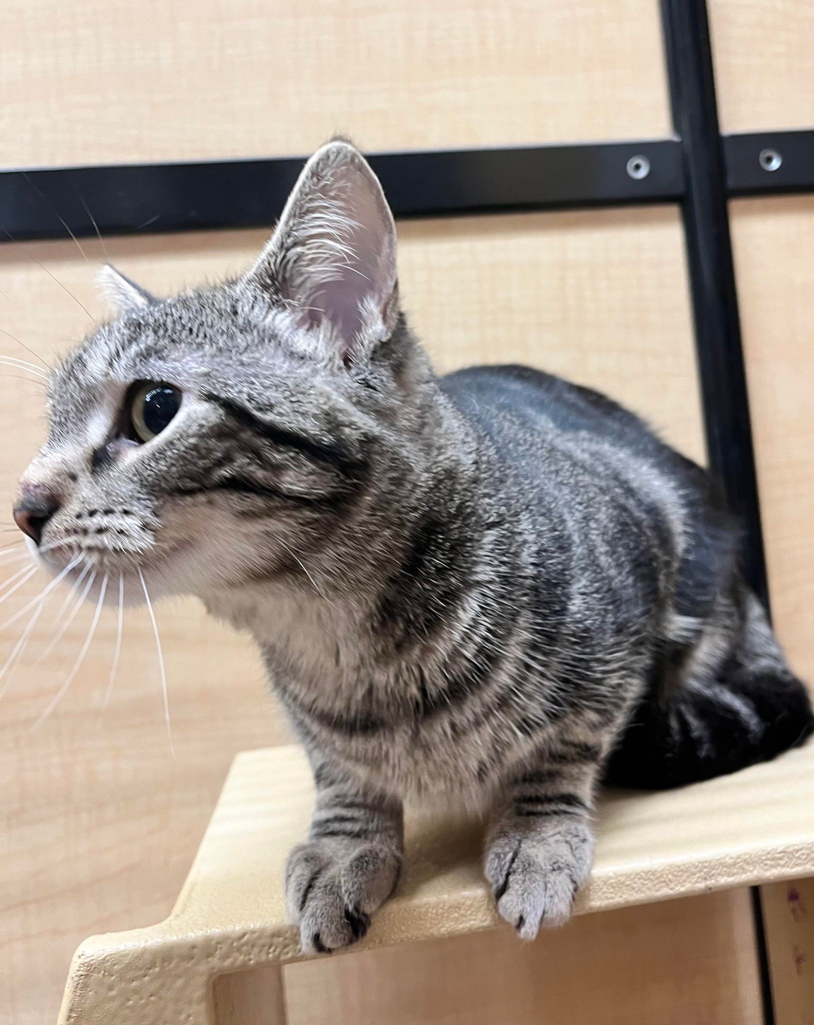 Enlarge Dori, a Adoptable Domestic Short Hair in Marion, IN image 1/1