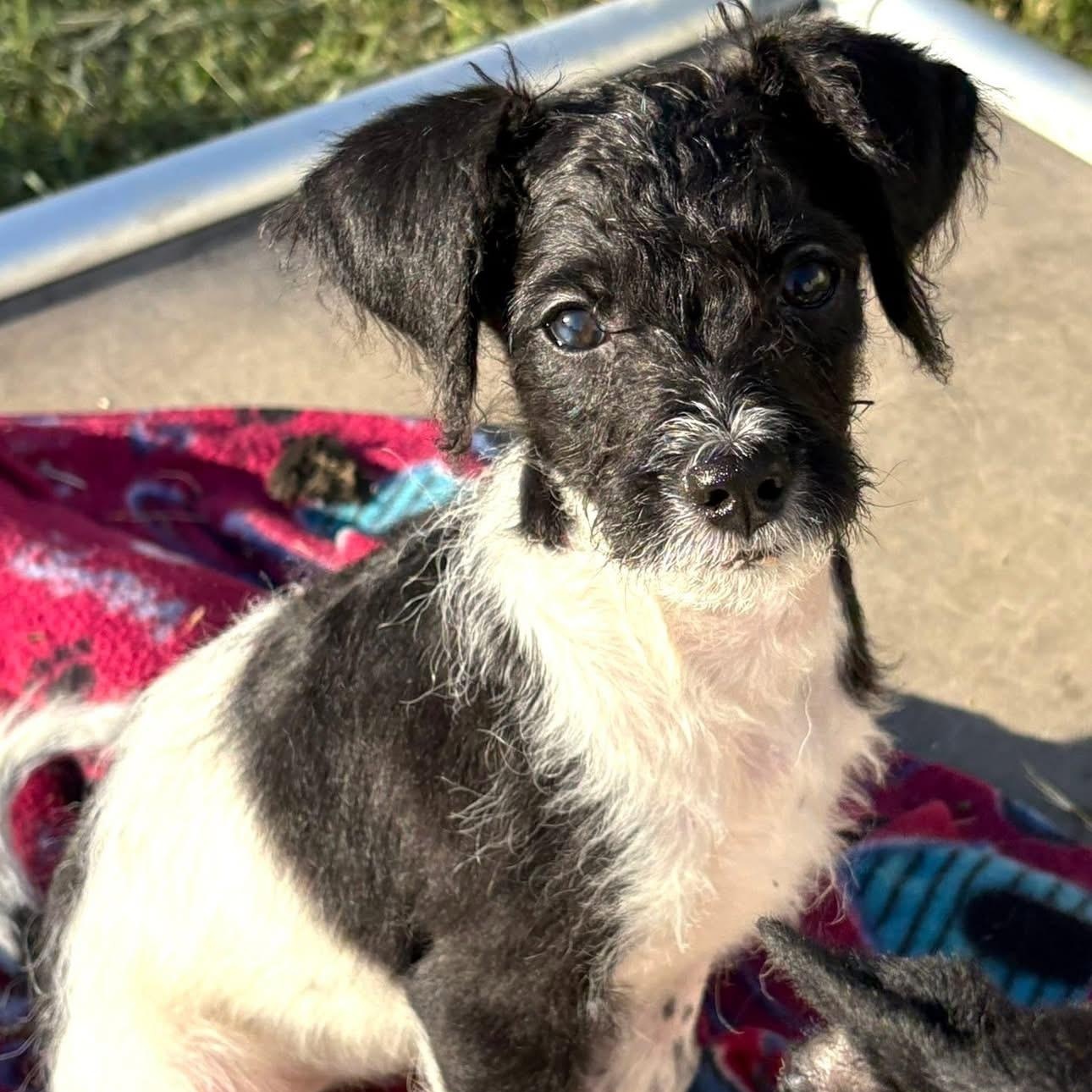 Nathaniel, a Adoptable Mixed Breed in Kenosha, WI image 1/4