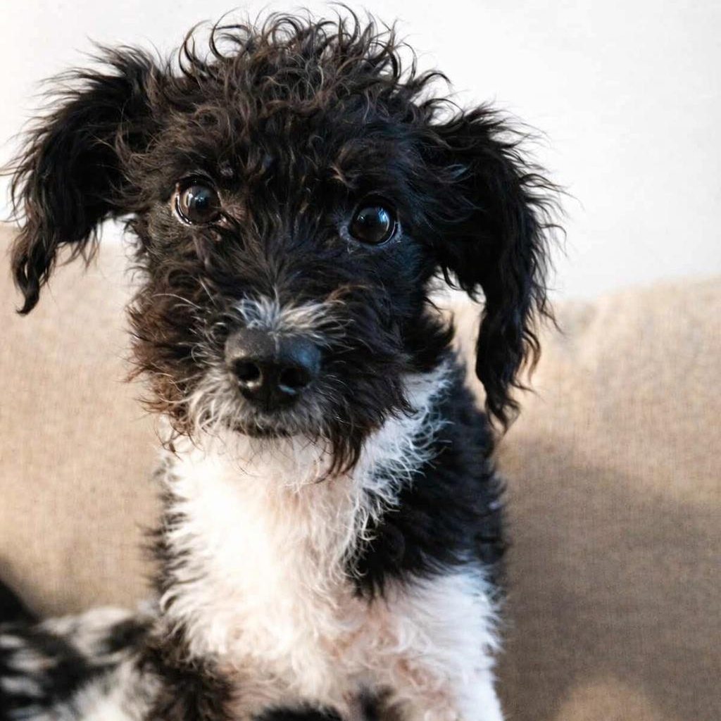 Enlarge Nathaniel, an adopted Mixed Breed in Kenosha, WI image 1/5