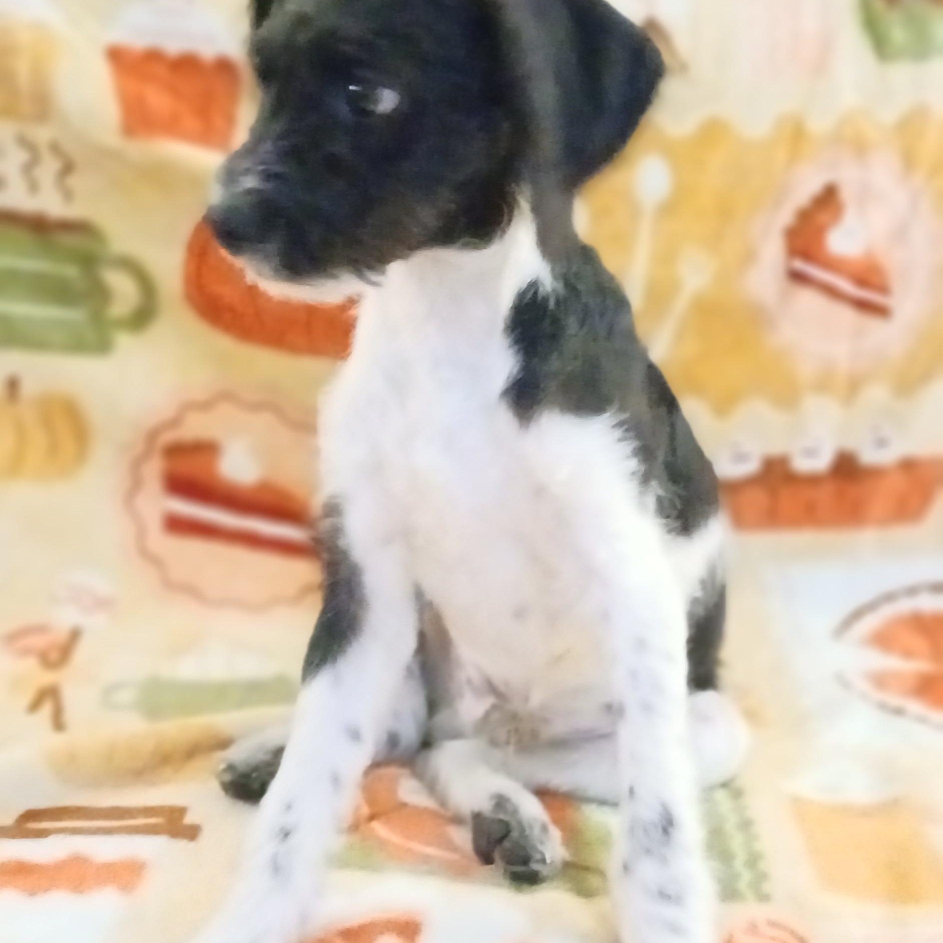 Nathaniel, a Adoptable Mixed Breed in Kenosha, WI image 2/4