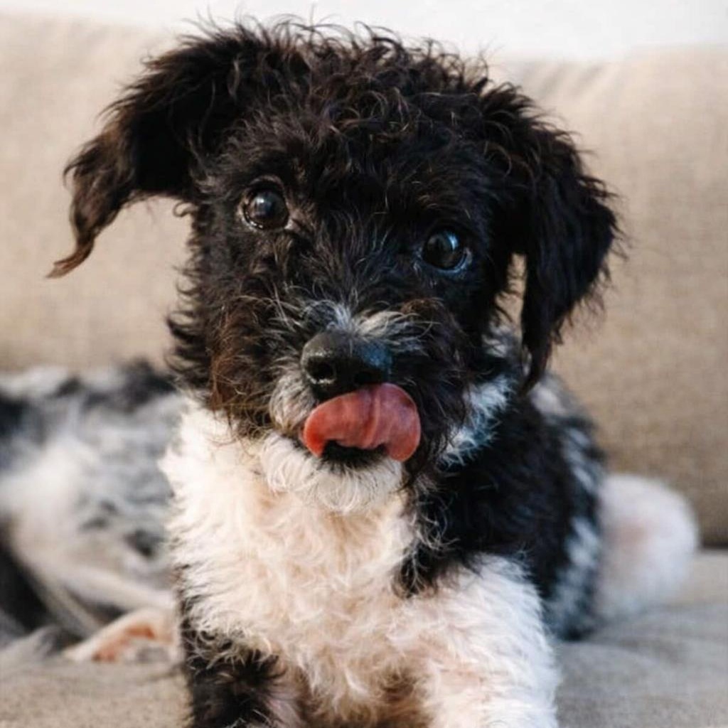 Enlarge Nathaniel, an adopted Mixed Breed in Kenosha, WI image 5/5