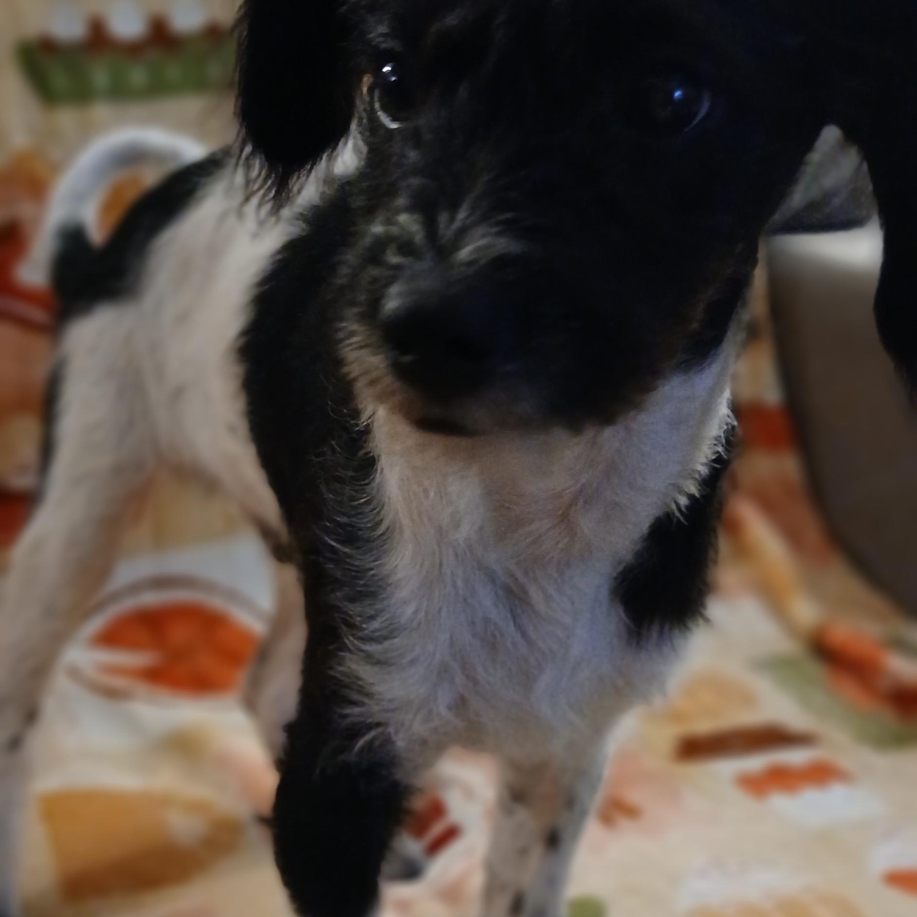 Nathaniel, a Adoptable Mixed Breed in Kenosha, WI image 3/4