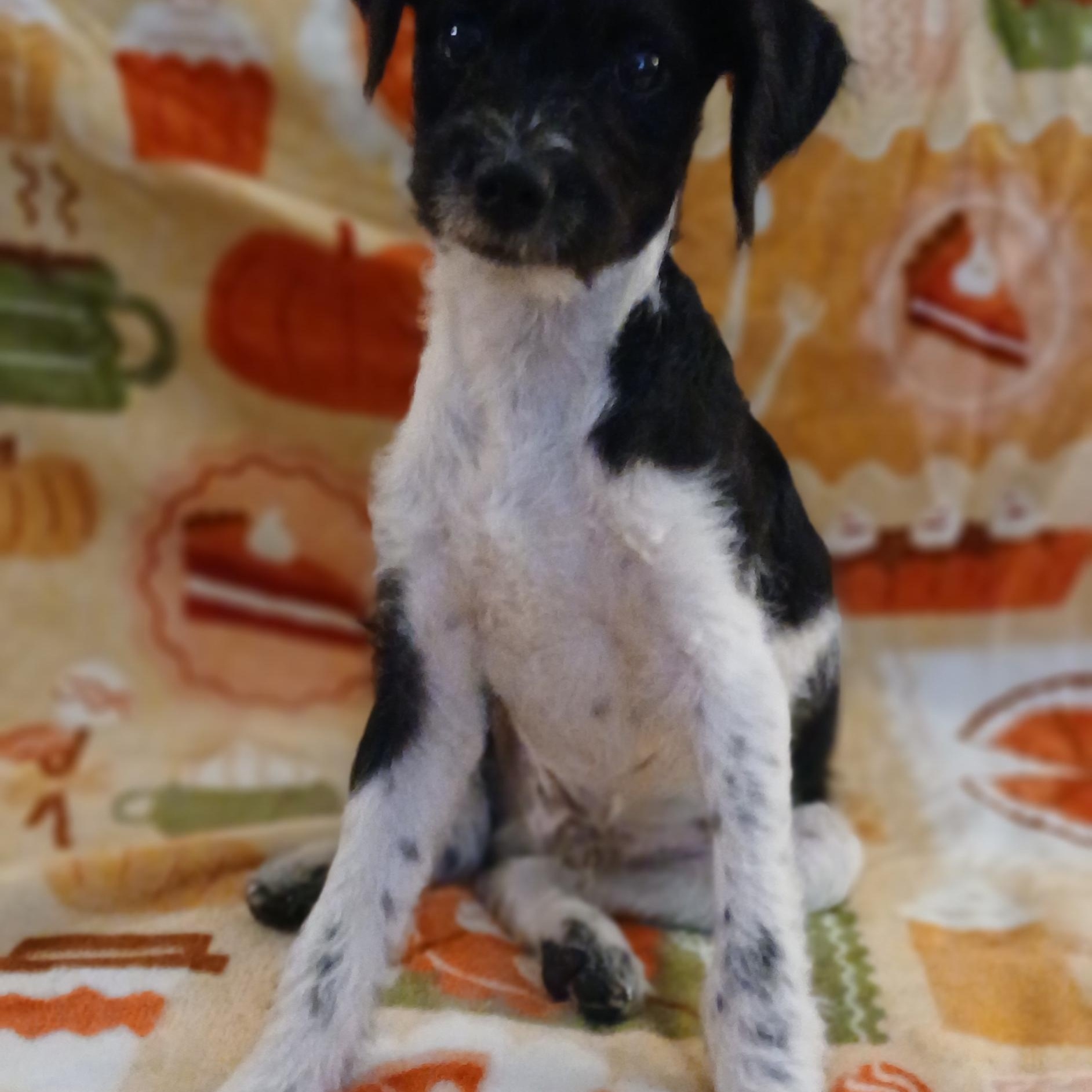 Nathaniel, a Adoptable Mixed Breed in Kenosha, WI image 4/4