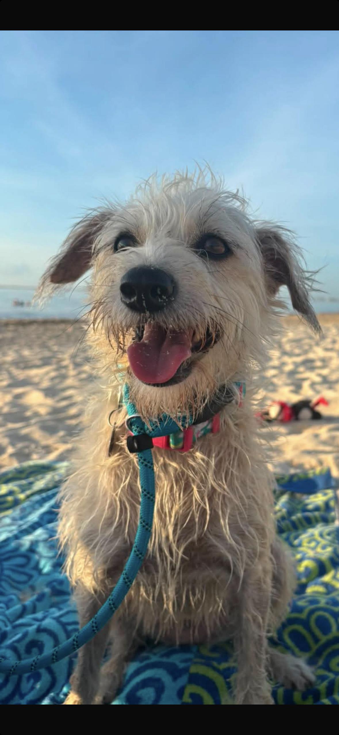 Enlarge Honey, a Adoptable mixed breed in Sunderland, ON image 2/5