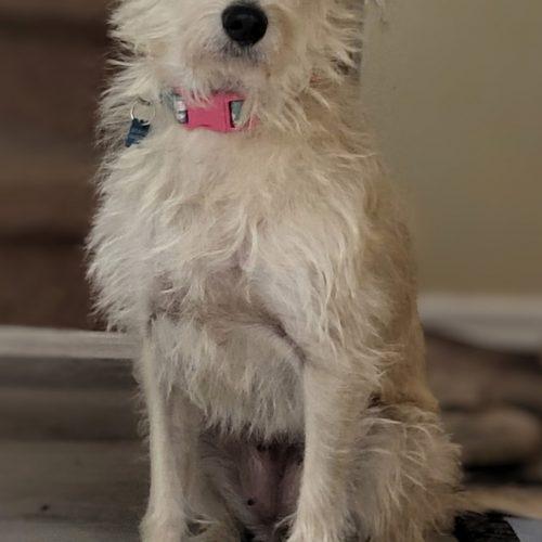 Enlarge Honey, a Adoptable mixed breed in Sunderland, ON image 3/5