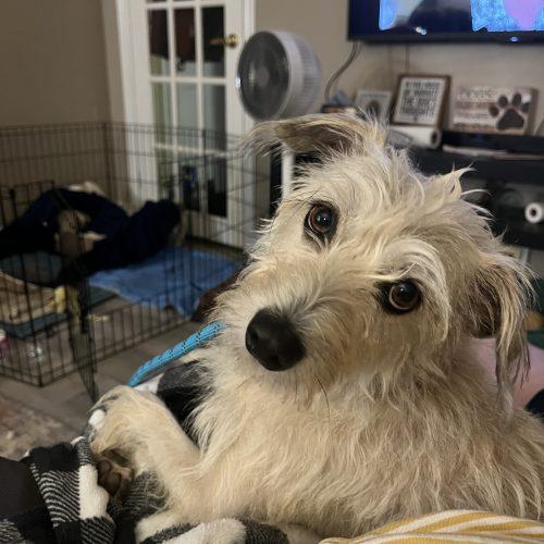 Enlarge Honey, a Adoptable mixed breed in Sunderland, ON image 4/5