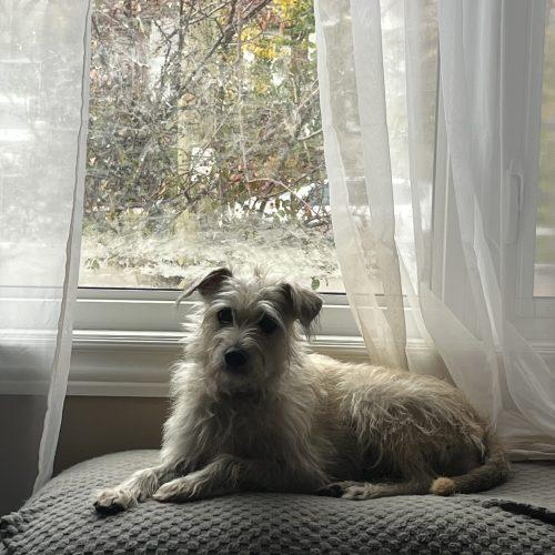 Enlarge Honey, a Adoptable mixed breed in Sunderland, ON image 5/5