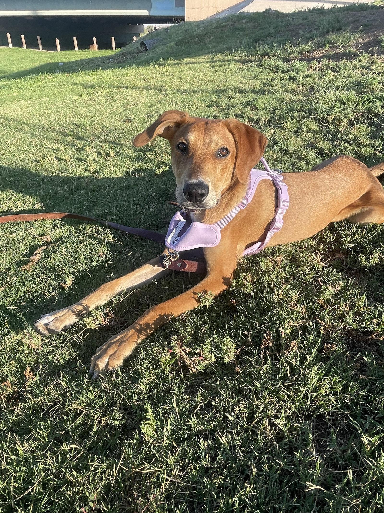 Mickey, Adoptable, Young Female Hound.