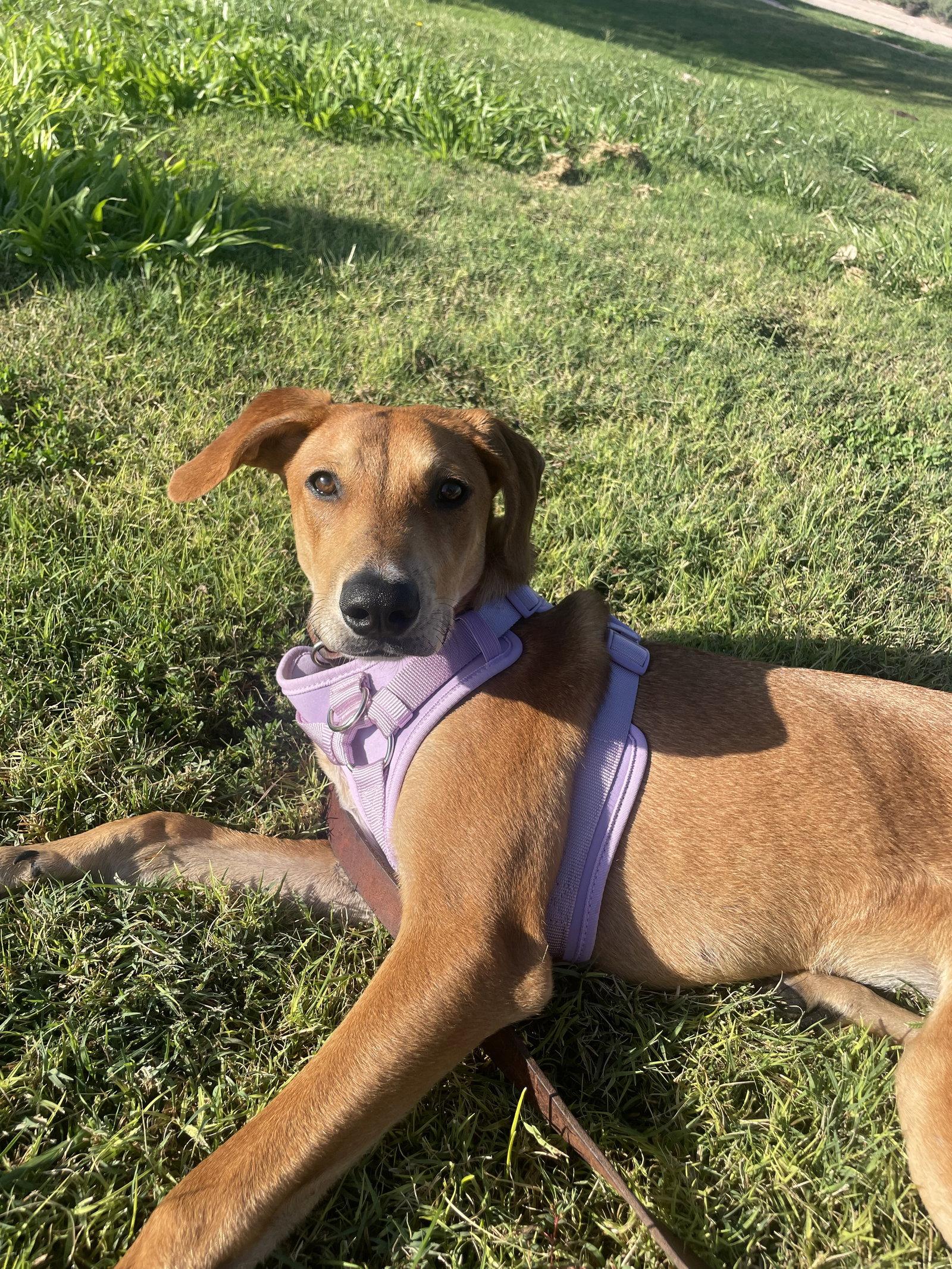 Enlarge Mickey, a Adoptable Hound in McKinney, TX image 2/3