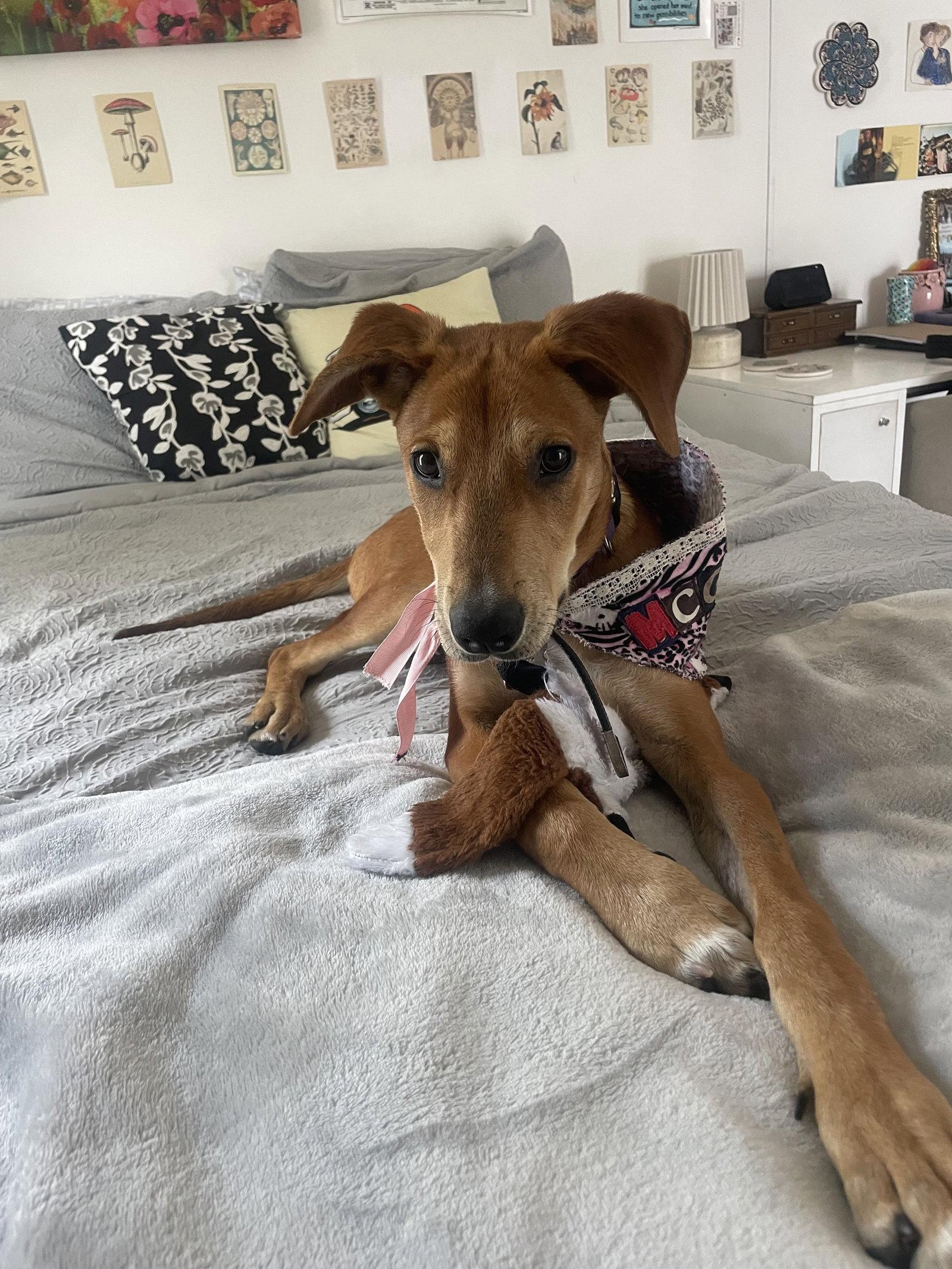 Enlarge Mickey, a Adoptable Hound in McKinney, TX image 3/3