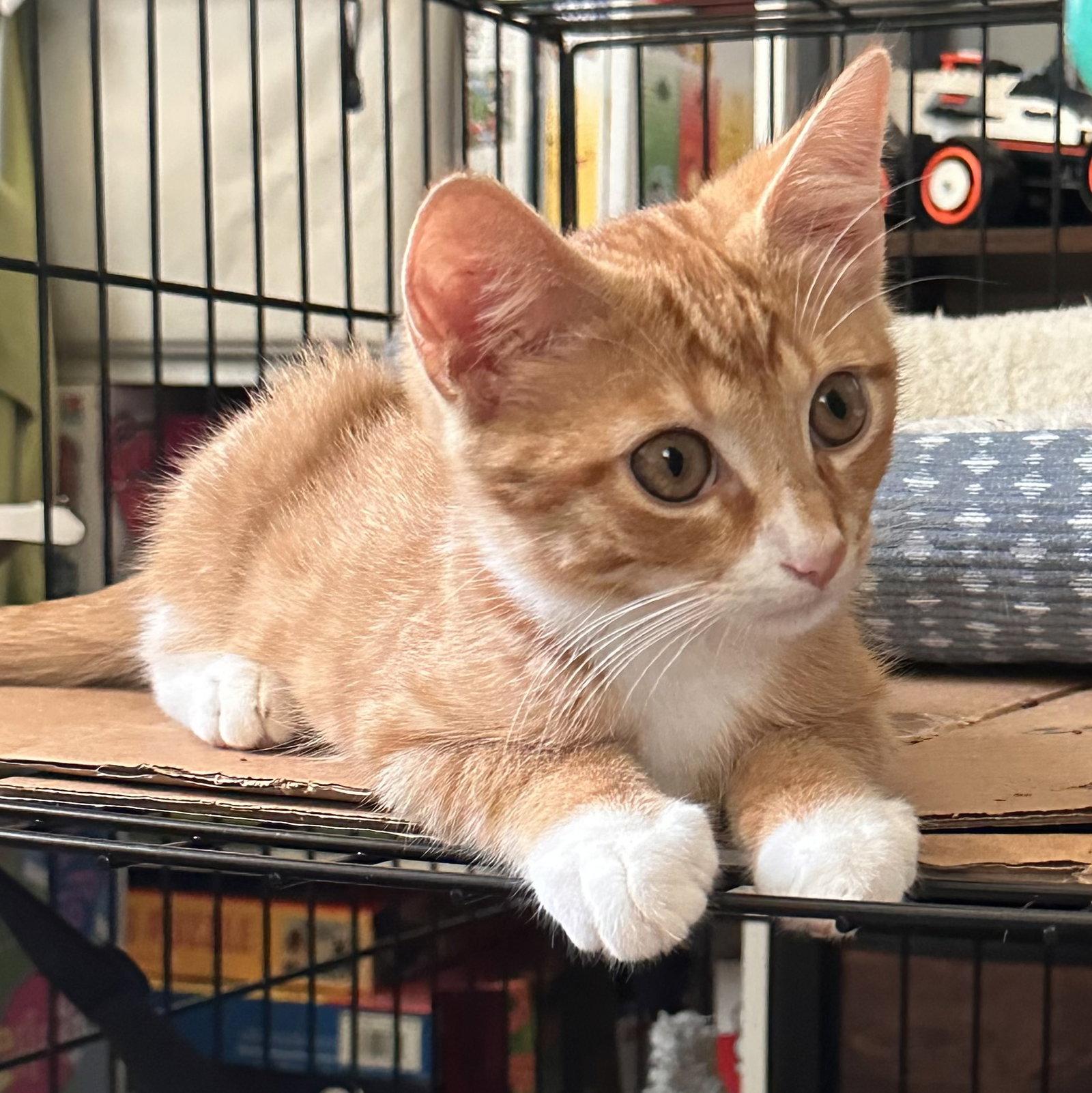 FreddieMac 9400, Adoptable, Young Male Domestic Short Hair.