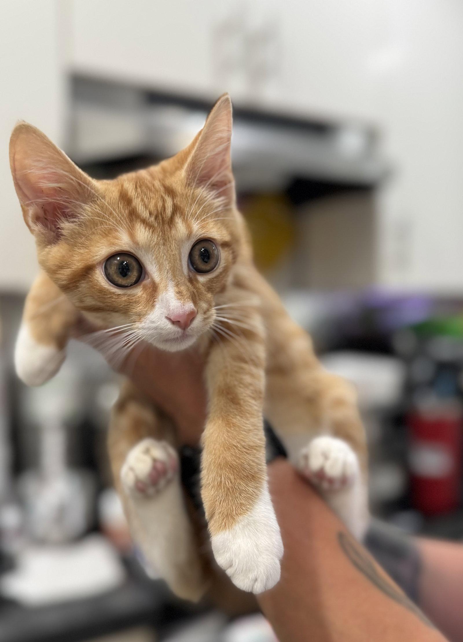 FreddieMac 9400, a Adoptable Domestic Short Hair in Locust Grove, VA image 2/2