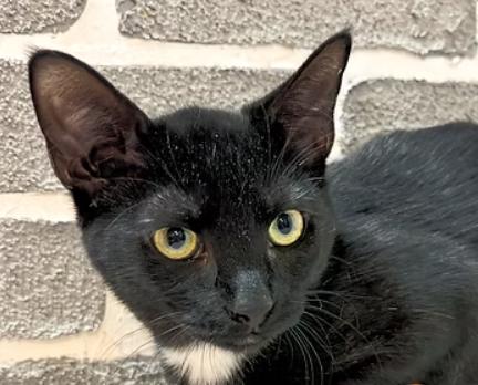 Tamari @ Fat Cat Cafe, ADOPTABLE, Kitten Female Domestic Short Hair.