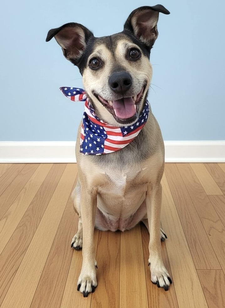 Holly, a Adoptable mixed breed in Agua Dulce, CA image 2/5