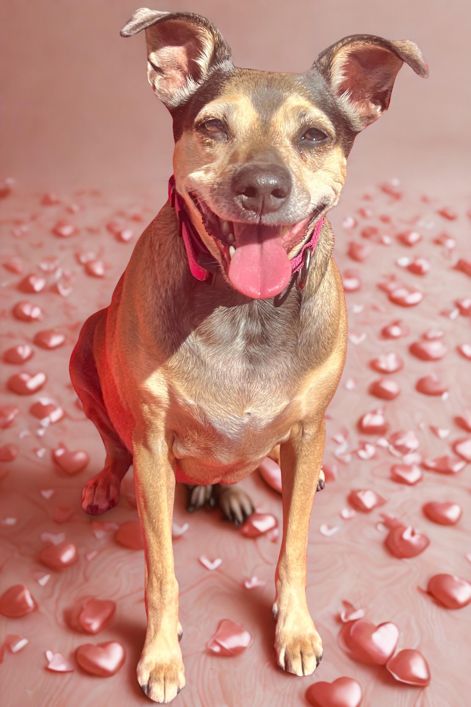 Holly, a Adoptable mixed breed in Agua Dulce, CA image 3/5