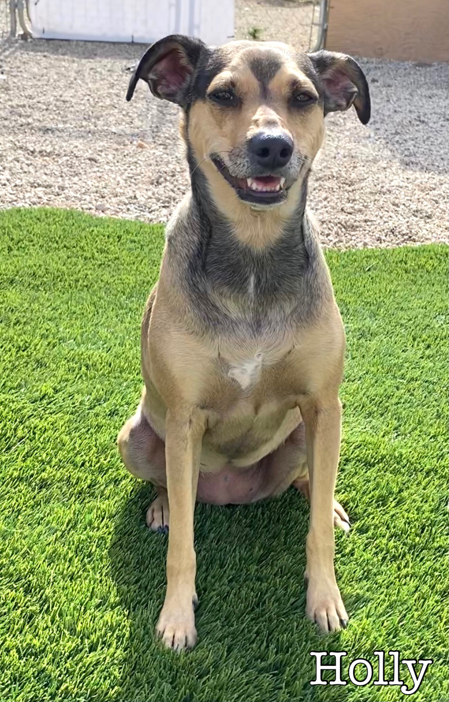 Holly, Adoptable, Adult Female German Pinscher.