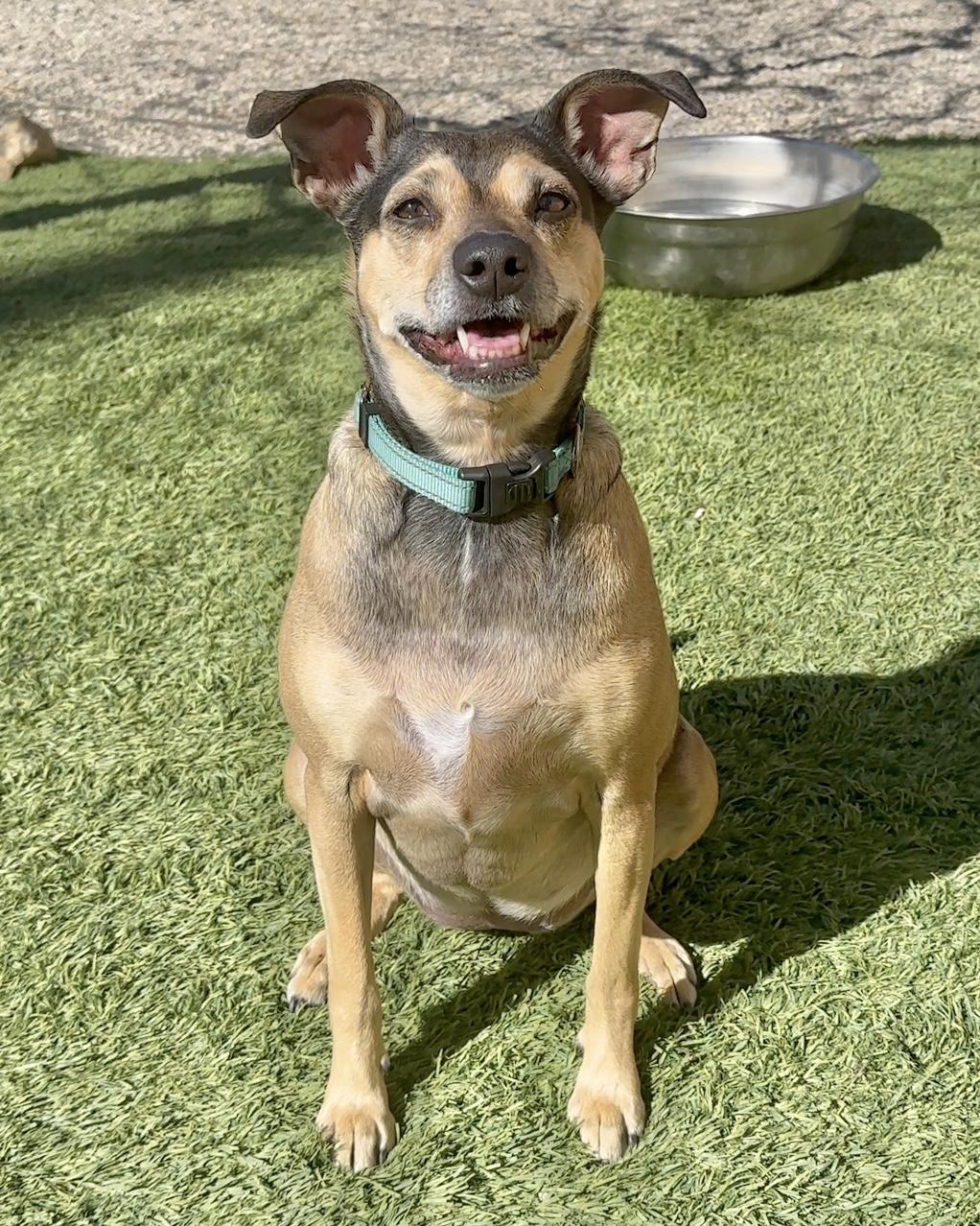 Enlarge Holly, a Adoptable mixed breed in Agua Dulce, CA image 3/6