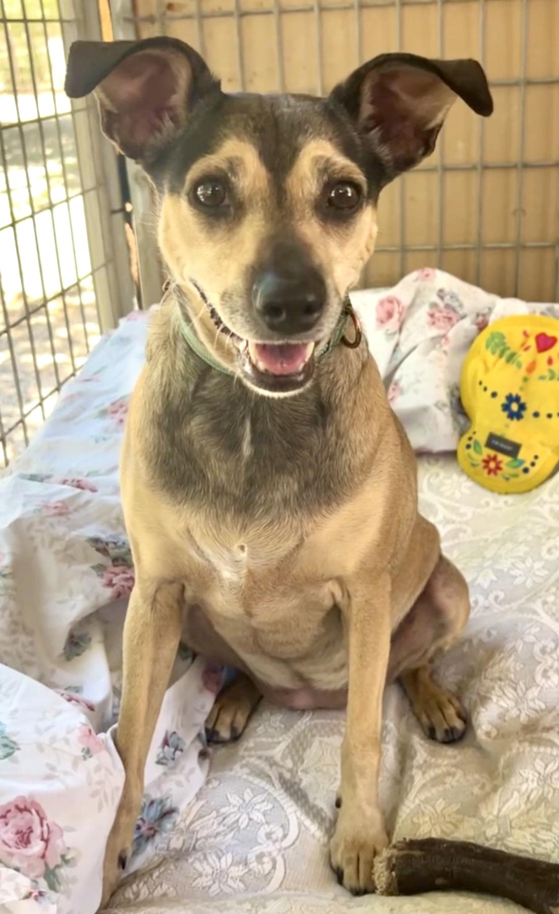Enlarge Holly, a Adoptable mixed breed in Agua Dulce, CA image 4/6